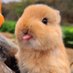 Why you should have a rabbit (@ShouldHaveRabit) Twitter profile photo