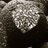 plantintruffle's profile image