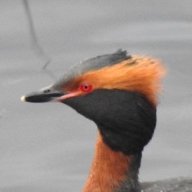 AlfieBirder Profile Picture