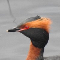 AlfieBirder(@AlfieBirder) 's Twitter Profile Photo