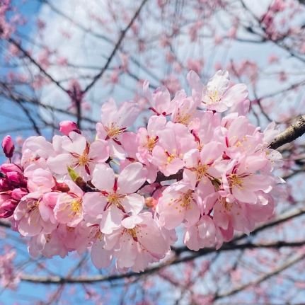 tomotino3's profile picture. 絵描き、ペットリーディングをする人、漫画、イラストを描く人✨TVを観ない生活を続けて40年→星や虫や動物に話しかけて生きてきた🐝🐛🐞🐜🐈🐕動物目線で生きて来たので洗脳されている人間社会に違和感→料理、畑など☝️✨共感する方と繋がりたい。基本リードメイン✨