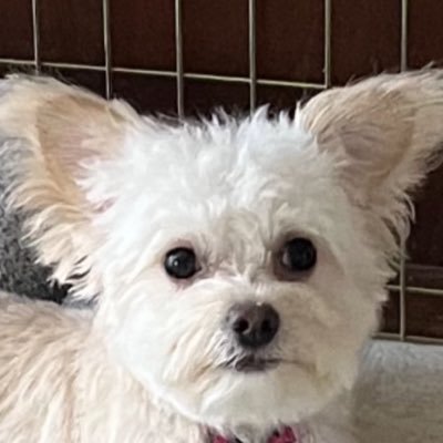 ctrunnals's profile picture. Anything to do with helping animals. Love of Country and Freedom.