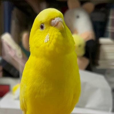 新しい家族が増えました。 セキセイインコ、ルチノーで名前は【小夏】です。 2021年1月生まれの女の子♪ よろしくね。 youtuderとしても活動中 ママは脳性まひという障害がありますが笑顔を忘れずに日々楽しく生きています。 既婚 夫 小川真之助（伝統工芸士彫金作家） 大学院生の息子と3人家族