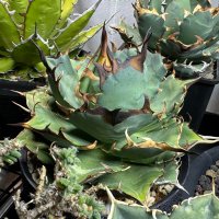 まるまるない (@ponchisu) 's Twitter Profile Photo