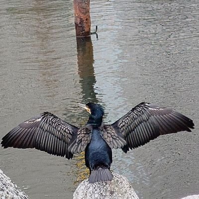 GVIj4Y3VGkeqINI's profile picture. 特撮ヒロイン画像 専用です。
フォロー返しは現在しておりません。【ゴーカイジャー】【デンジマン】【ハリケアジャー】【メガレンジー】【トッキュウ】【ゴセイ】【ゲキ】【ガオ】【タイム】【カー】【オー】【ライブ】【マスクマン】【フラッシュ】【バトルフィーバー】【仮面ライダー】【ウィザード】【覇悪怒組】【魔隣組】【赤影】