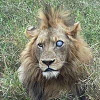 The Real KING OF THE JUNGLE(@EdwardthembaSa) 's Twitter Profile Photo