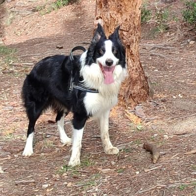 transformers_mj's profile picture. Parca en palabras