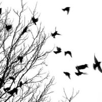 A Murder Of Crows(@TheWellOfSongs) 's Twitter Profile Photo