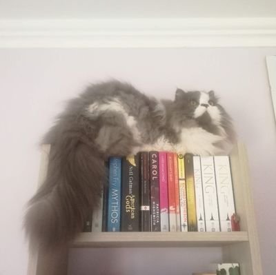 audhd phd candidate @IAmergin 📖✨ neurodiversity, cultural, fan & irish studies 🌈🦋 infj 5w6 ☁️ probably in the most random research rabbit hole