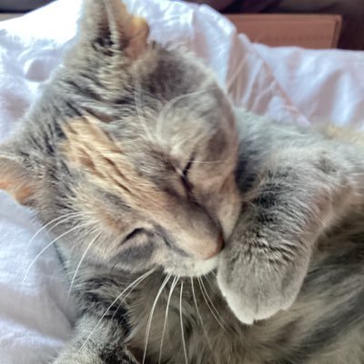 lunasphaera's profile picture. 新アカウント。 よろしくお願いします。
