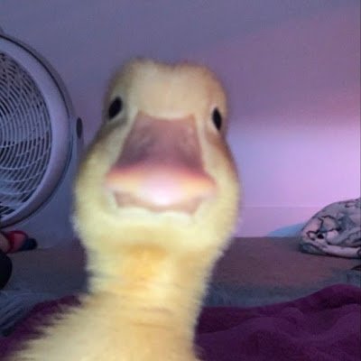 Jasmin308144435's profile picture. 