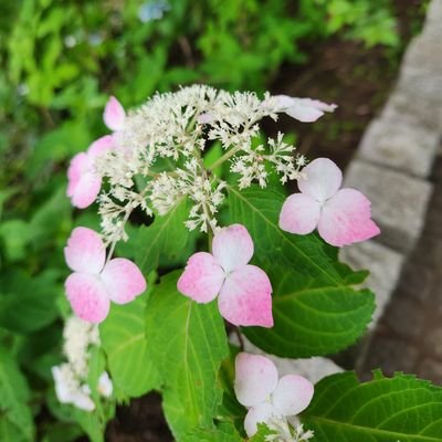 欲張かもしれませんが、読者・音楽・芸術と心の栄養に成るものは、何でも好きです。３人の息子は私の大切な宝です。苦労をいとわず、イキイキと自分らしく輝いて、生きてほしいと思っています。皆さんハッピーで！