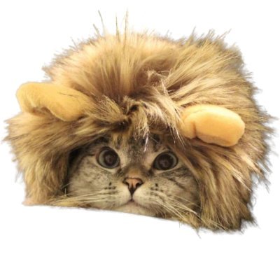 LionCatOnSolana Profile Picture