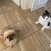 Puss Puss & Dottie ..Titch & Rupe OTRB (@pusspusstopcat) Twitter profile photo Puss Puss & Dottie ..Titch & Rupe OTRB (@pusspusstopcat) Twitter profile photo