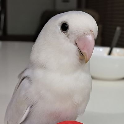 😎주사위새🍒さんのプロフィール画像