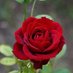 Rafat Khan (@rafatkhan115367) Twitter profile photo Rafat Khan (@rafatkhan115367) Twitter profile photo