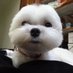 Wade (@elvisewei) Twitter profile photo Wade (@elvisewei) Twitter profile photo