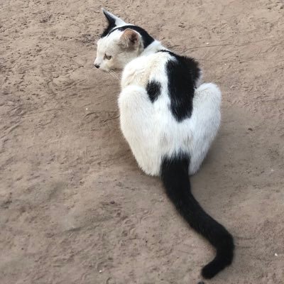 laminandhiscat's profile picture. 