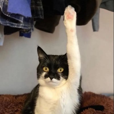 _asril_'s profile picture. 