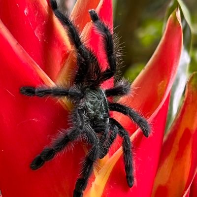 Mikabek's profile picture. 