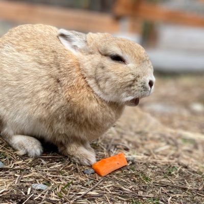 はるさめさんのプロフィール画像