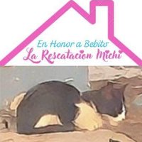 LA RESCATACION MICHI MEXICO (@gataalfa83) 's Twitter Profile Photo LA RESCATACION MICHI MEXICO (@gataalfa83) 's Twitter Profile Photo