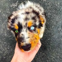bluecrown (@umgerd) 's Twitter Profile