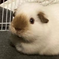 koi (@dunnobut) 's Twitter Profile