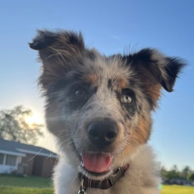 Hi, my name is Sadie. I’m a 18 week old, standard, australian shepherd. Follow along as I grow💖💕🐾