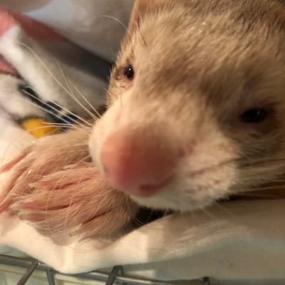 h2IvZmxow7uco7U's profile picture. 裏垢だよ
