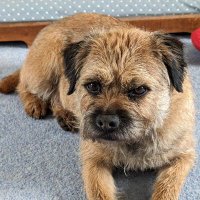 Iggy Border Terrier (@iggy86250842) Twitter profile photo