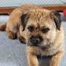 Iggy Border Terrier (@iggy86250842) Twitter profile photo Iggy Border Terrier (@iggy86250842) Twitter profile photo