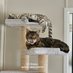 Cowboy & Mischief love & miss our ๐OTRB furrends (@cowboythebengal) Twitter profile photo Cowboy & Mischief love & miss our ๐OTRB furrends (@cowboythebengal) Twitter profile photo