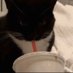 kips (@hugebuns) Twitter profile photo kips (@hugebuns) Twitter profile photo