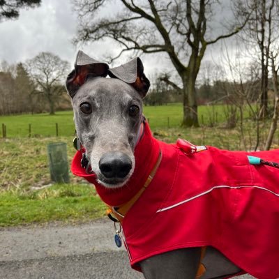 Greyhound mam to Nial & Jet🌈 @Jetsterboi 🐾💜🐾