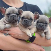 English buldogs puppies fam (@kumleonard51699) 's Twitter Profile
