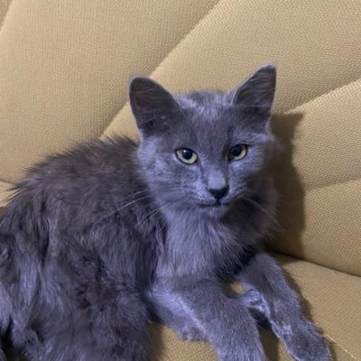 akakiyevics's profile picture. 