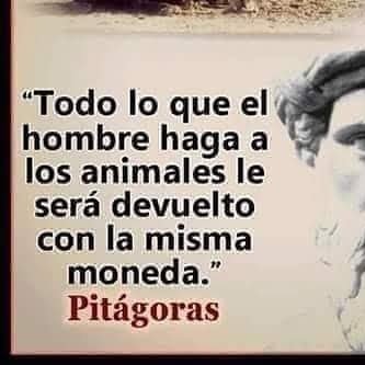 POR FAVOR UNIVERSO, ANIQUILA A TODOS LOS MALTRATADORES Y ASESINOS DE ANIMALES 🙏