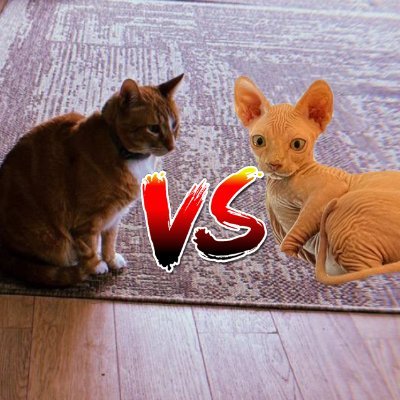 ansem's cat vs ksi's cat, we got a good ole fashioned CAT FIGHT

$CATFIGHT