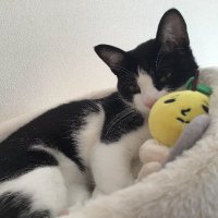 サツキ (@zyagabata1001) Twitter profile photo