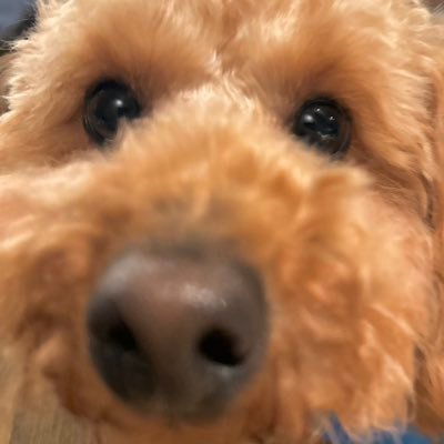 sho_gaiza_nnu's profile picture. 車、バイク、動物大好き！プードルとカメレオンとレオパとヘビ飼っとるよ。