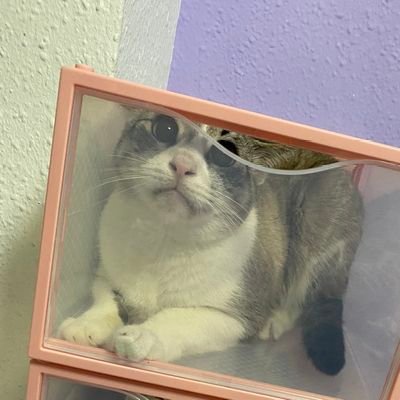 laverdaddefede's profile picture. me gusta maullar en los spaces de @malacostumbrist y jugar con coleteros.