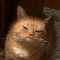 Thug (@swissthug) 's Twitter Profile