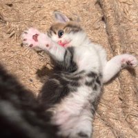 Shengliang_Ni (@fishnirio) 's Twitter Profile