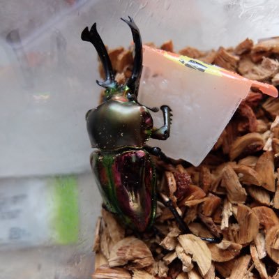 nijiironobunira's profile picture. ニジイロクワガタなど、色々な虫さんと暮らしています