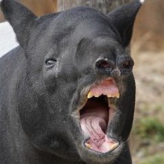 tapir tuesday