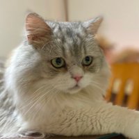 Dazzle@yuuu (@dazzlingtokyo) 's Twitter Profile