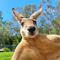 Kangaroo(@kangarooEVO) 's Twitter Profile Photo