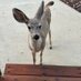 RileyTChiweenie (@chiweeniet14381) Twitter profile photo RileyTChiweenie (@chiweeniet14381) Twitter profile photo