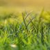 Grass (@megahgardevoir) Twitter profile photo Grass (@megahgardevoir) Twitter profile photo